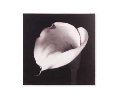 Calla Lily